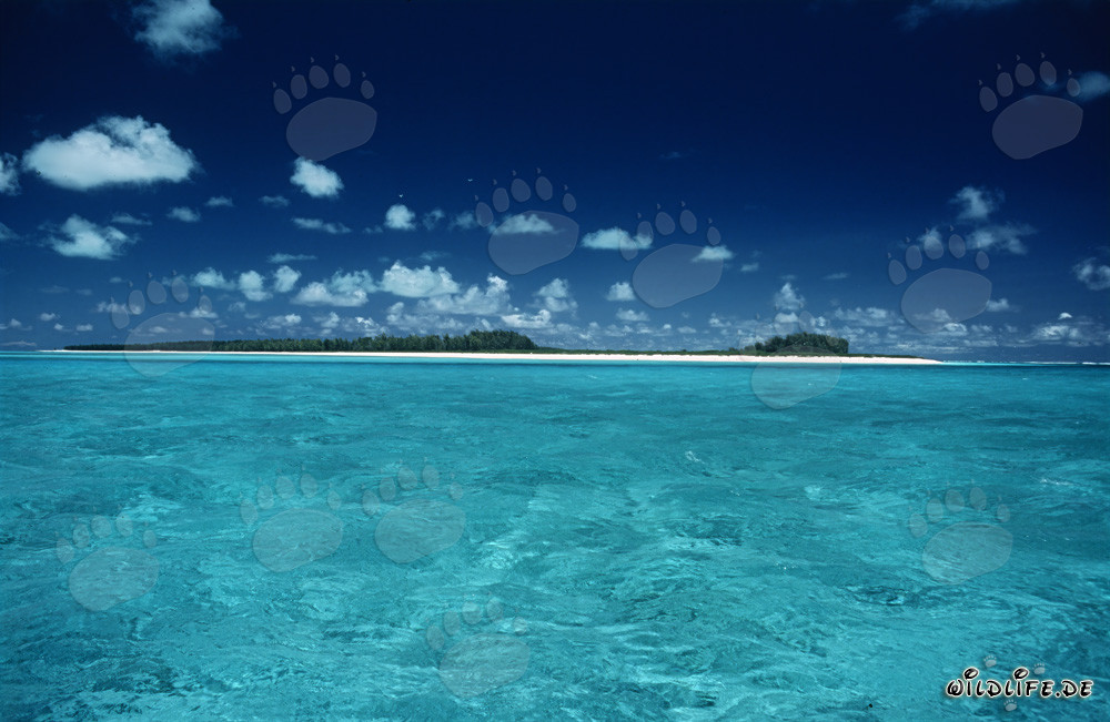 Escenario paradisíaco de la Polinesia en Midway Atoll