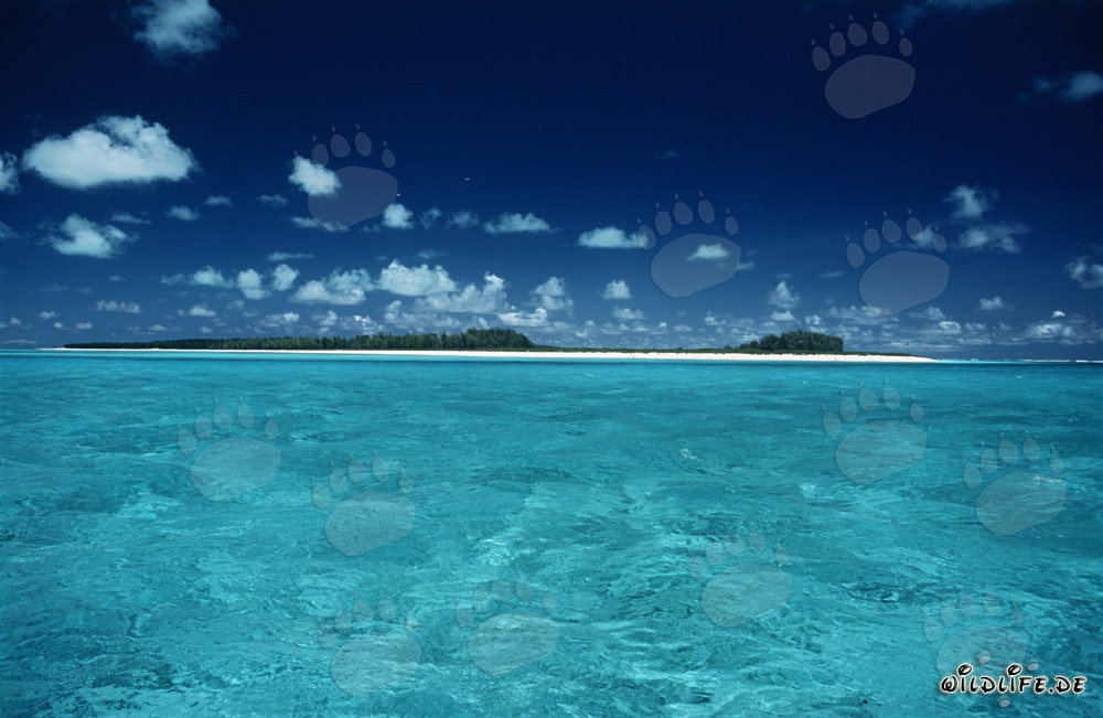 Dreamy South Sea Setting on Midway Atoll