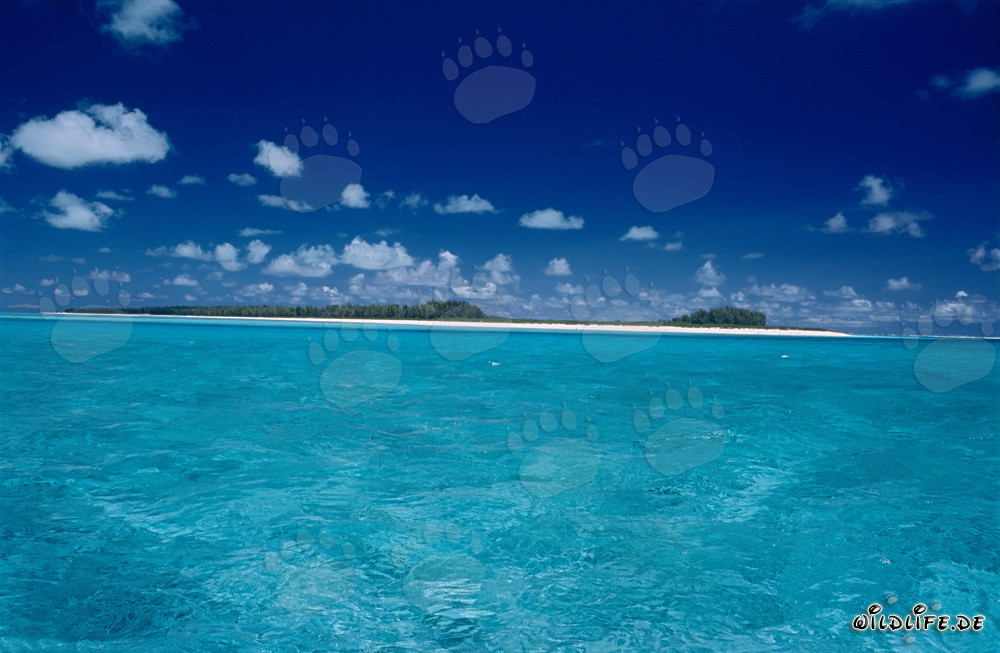 Lagon turquoise sur l'île Midway dans les îles hawaïennes, États-Unis