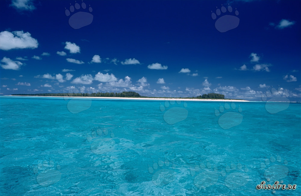 Squali tigre nella laguna di Midway - Mondo sottomarino esotico