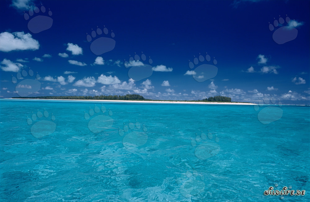 Tiger Sharks in Midway Lagoon - Exotic Underwater World