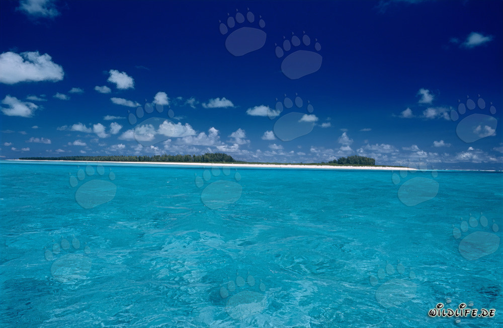 Tigerhaie in der Lagune von Midway - Exotische Unterwasserwelt