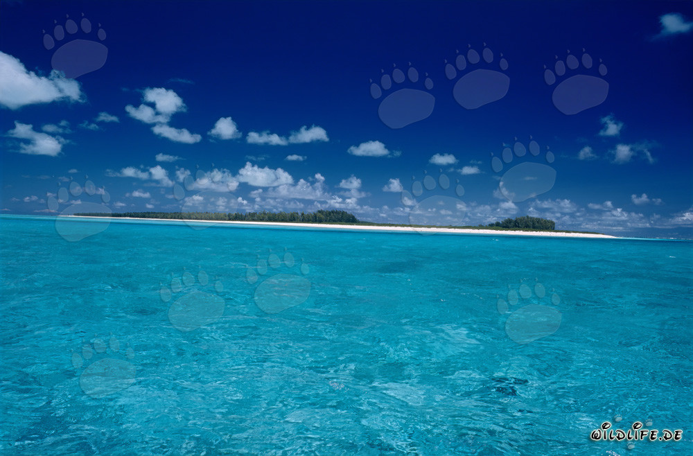 Ambiance tropicale des mers du Sud à Midway Atoll, Hawaï, États-Unis