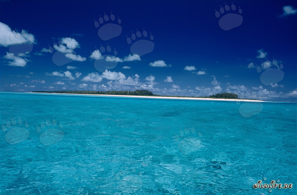 Ambiente tropical de las islas del Pacífico en Midway Atoll, Hawái, EE. UU.