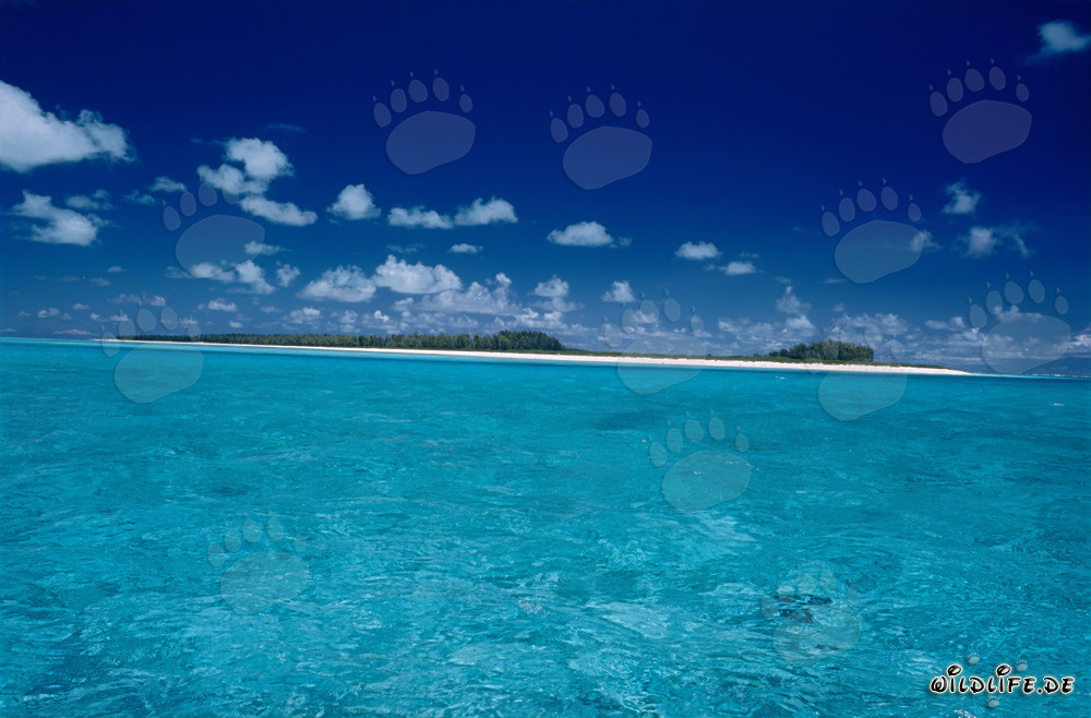 Atmosfera tropicale delle isole del Pacifico a Midway Atoll, Hawaii, USA
