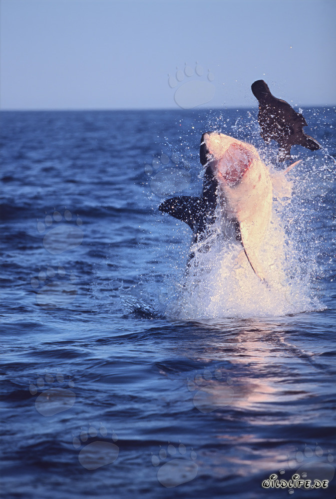 Grand requin blanc sautant devant l'île Seal