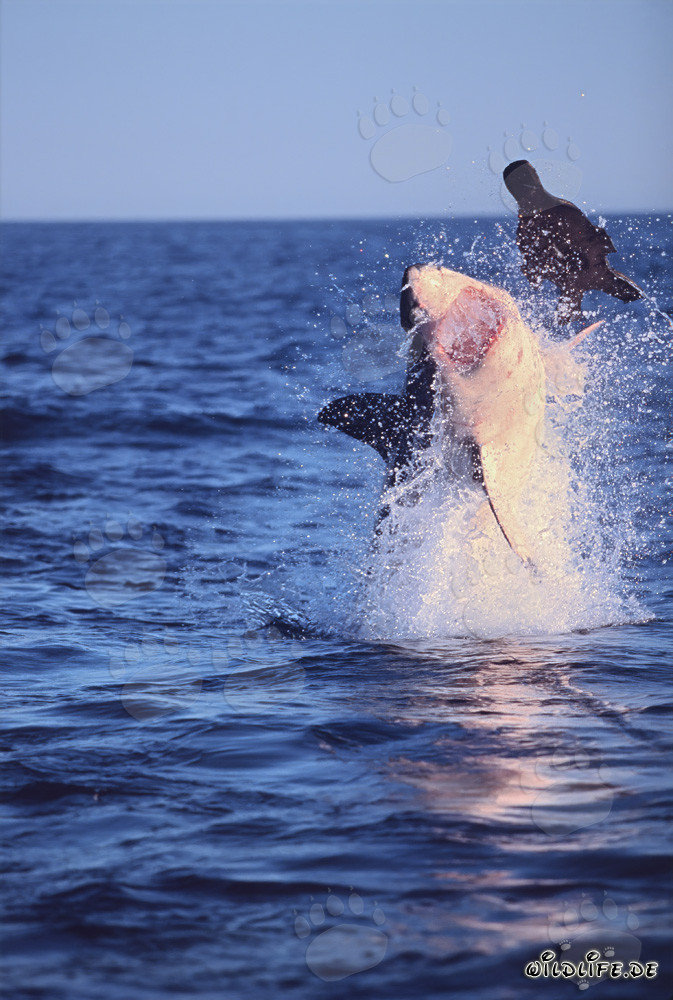 Tiburón blanco saltando frente a la Isla Seal