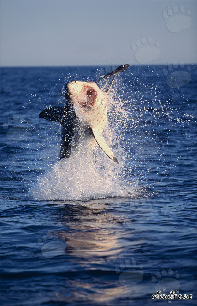Photo impressionnant d'un grand requin blanc sautant à la lumière du soir
