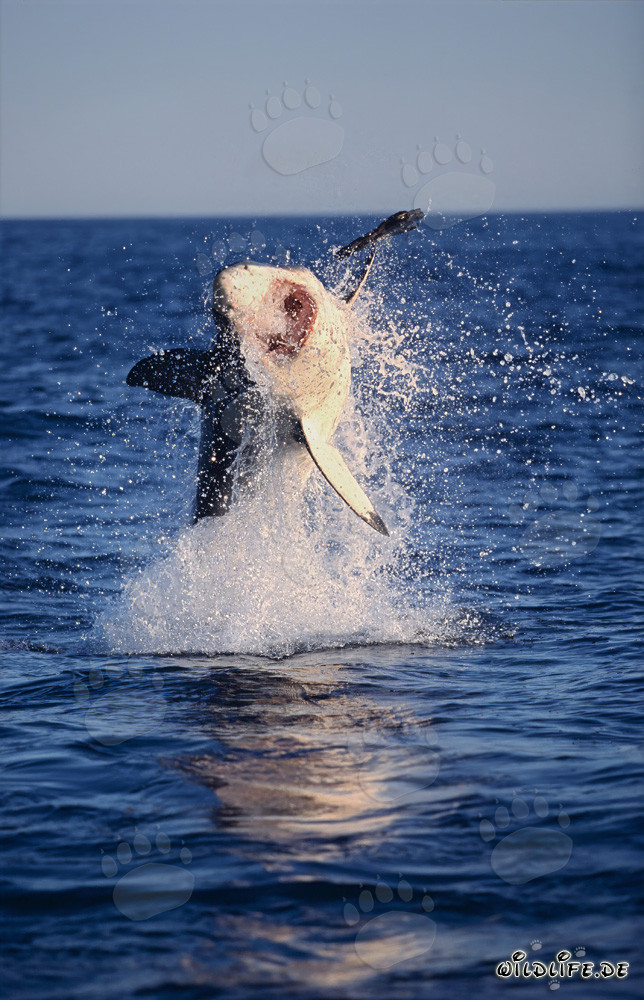 'Impressive photo of a flying Great White Shark in the late afternoon light'