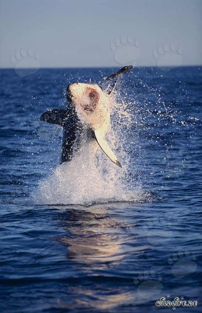 Impresionante foto de un gran tiburón blanco saltando a la luz de la tarde