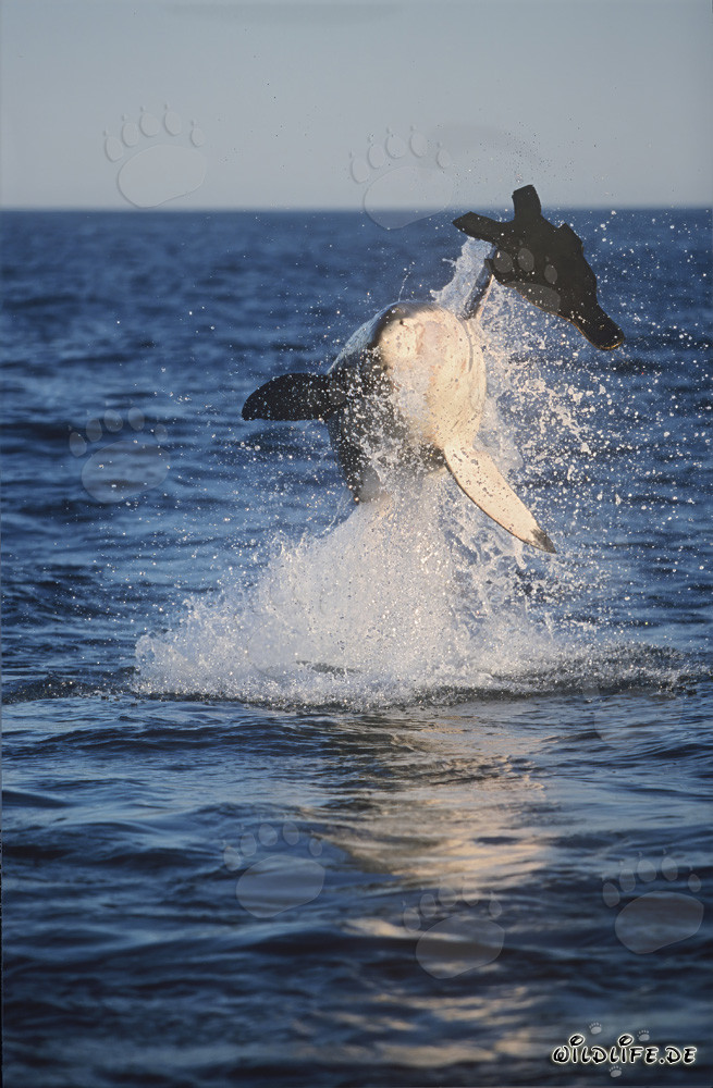 Gran tiburón blanco saltando cerca de la Isla de las Focas