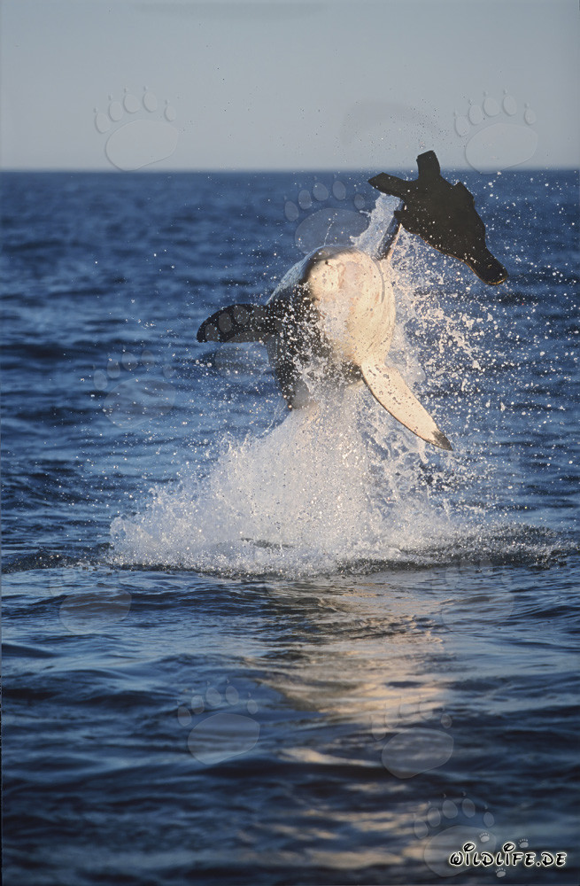 Grand requin blanc sautant près de l'île des phoques