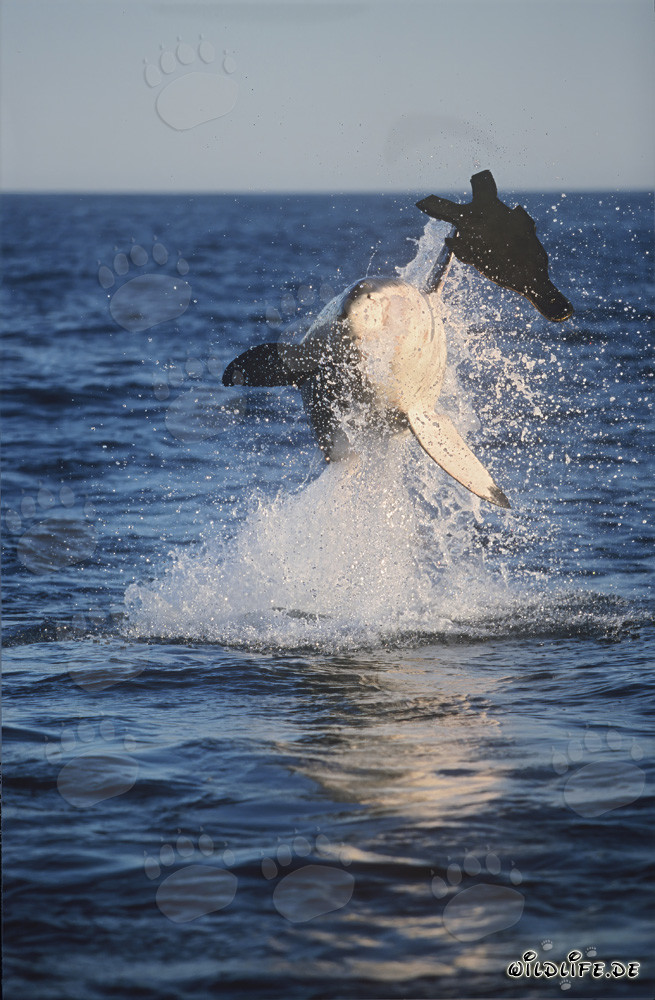 'Flying Great White Shark' near Seal Island