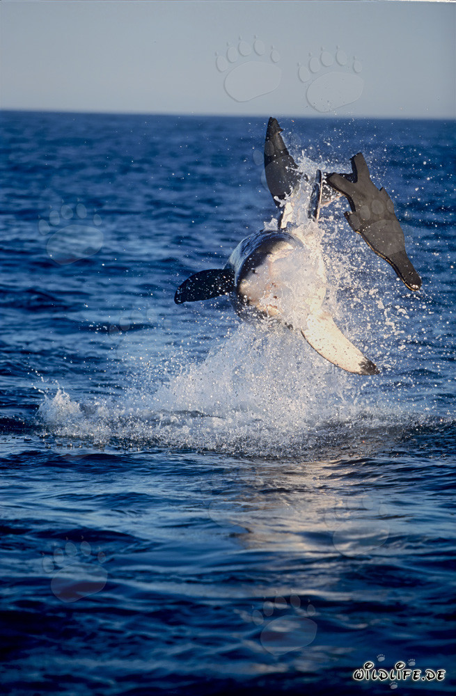 Breaching Great White Shark in the Late Afternoon Light