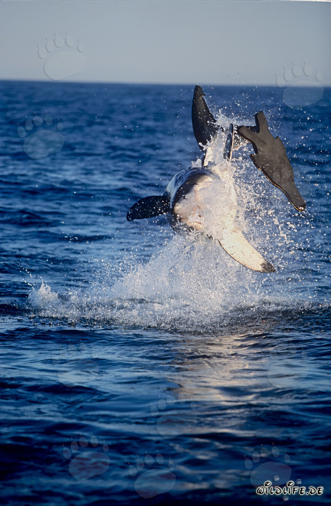 Grand requin blanc sautant dans la lumière du soir