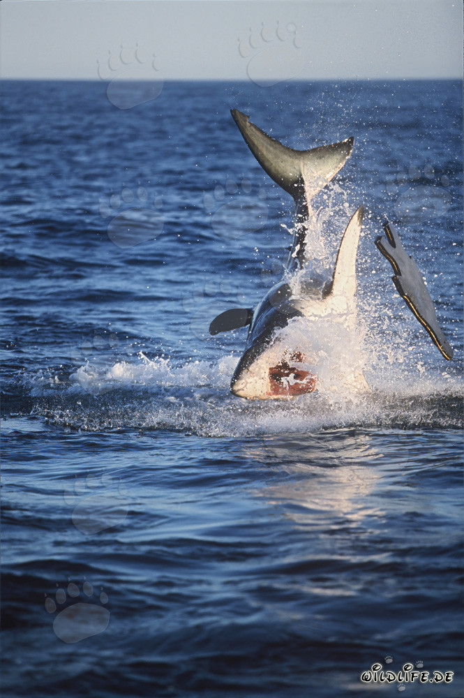 Great white shark breach near Seal Island