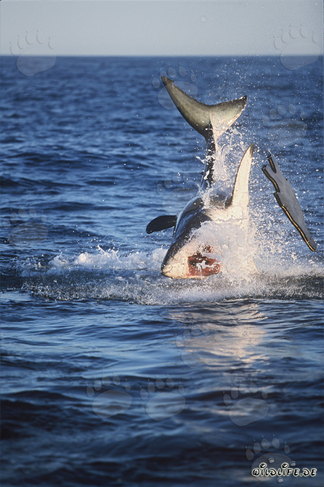 Requin blanc sautant devant l'île de Seal