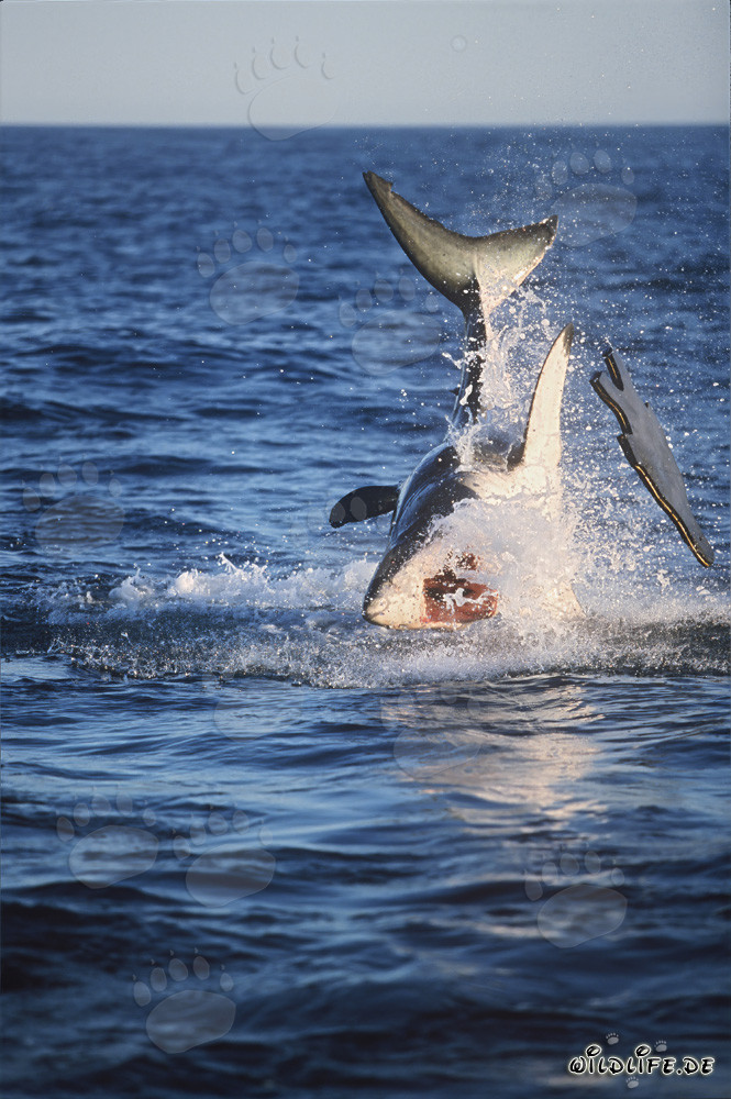 Tiburón blanco saltando frente a la Isla de las Focas