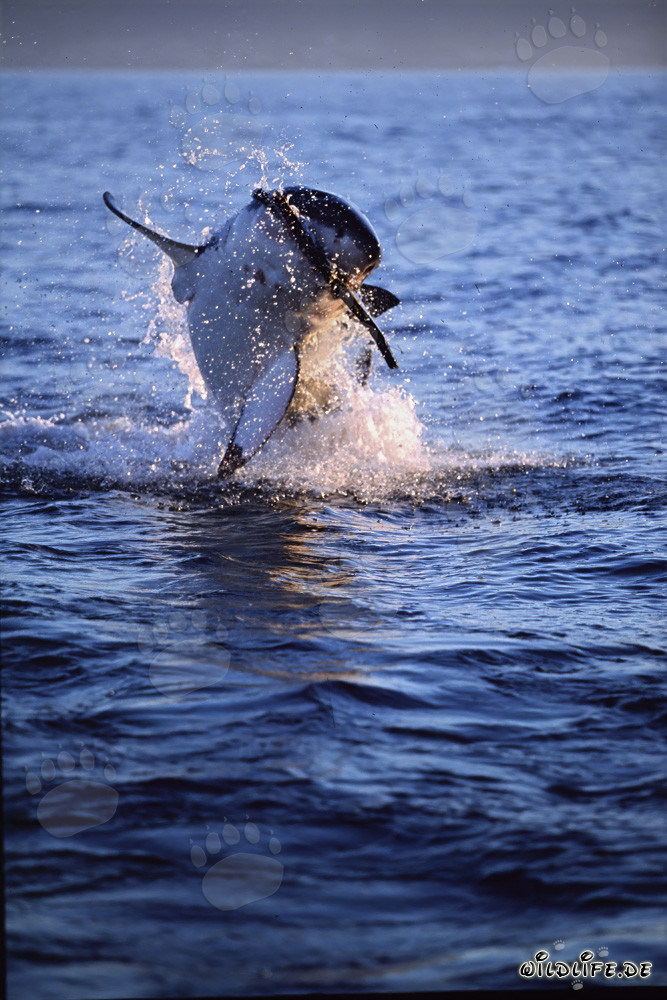 Fascinating Great White Shark leaping near Seal Island
