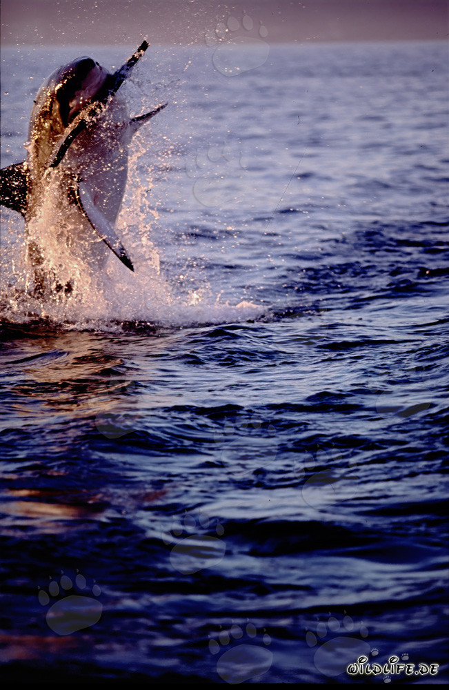 A great white shark breaches near Seal Island