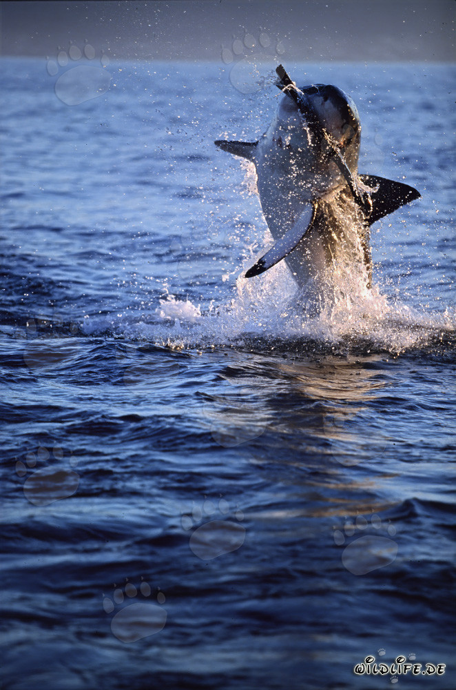 A Great White Shark Breaches Near Seal Island
