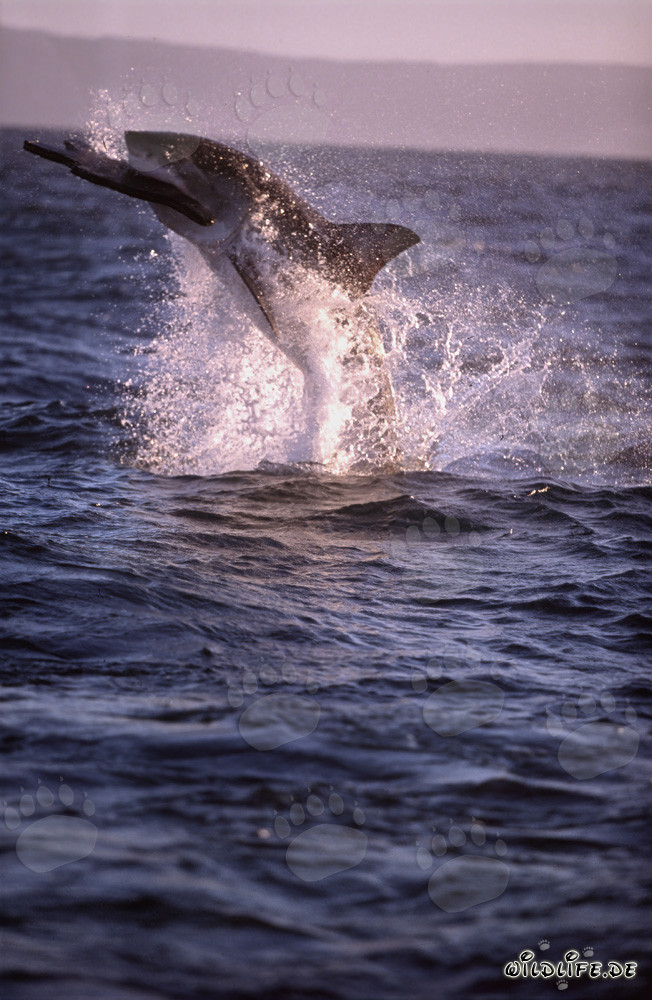 Grand requin blanc sautant devant l'île des phoques