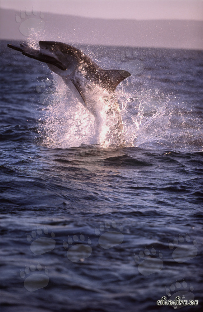 Gran tiburón blanco saltando frente a la Isla de las Focas