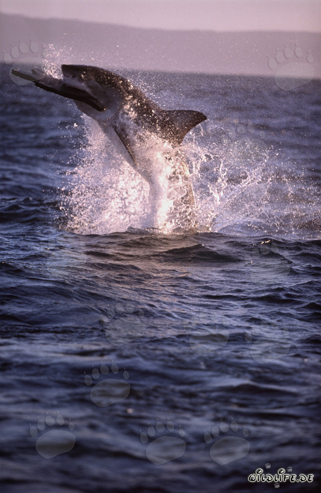 A great white shark breaches near Seal Island