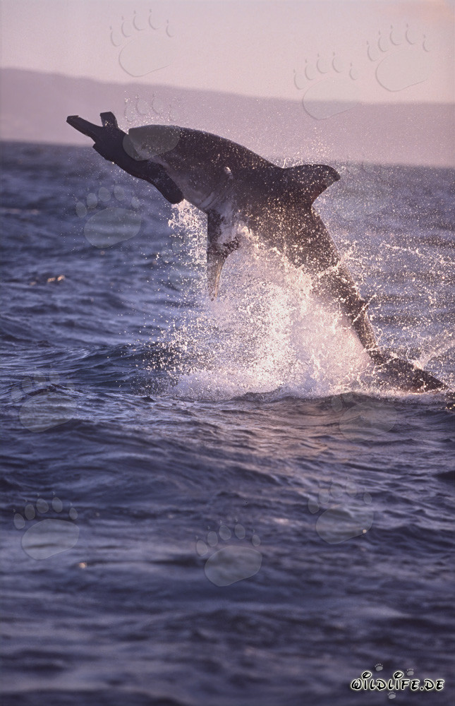 Breaching Great White Shark in the Late Afternoon Light