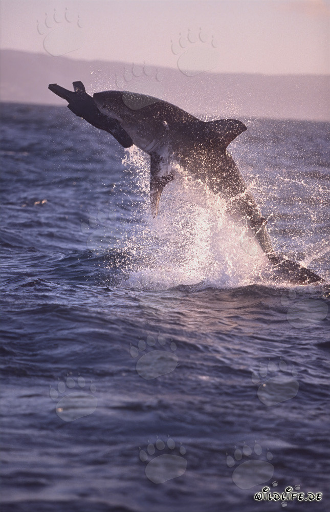 Grand requin blanc sautant dans la lumière du soir