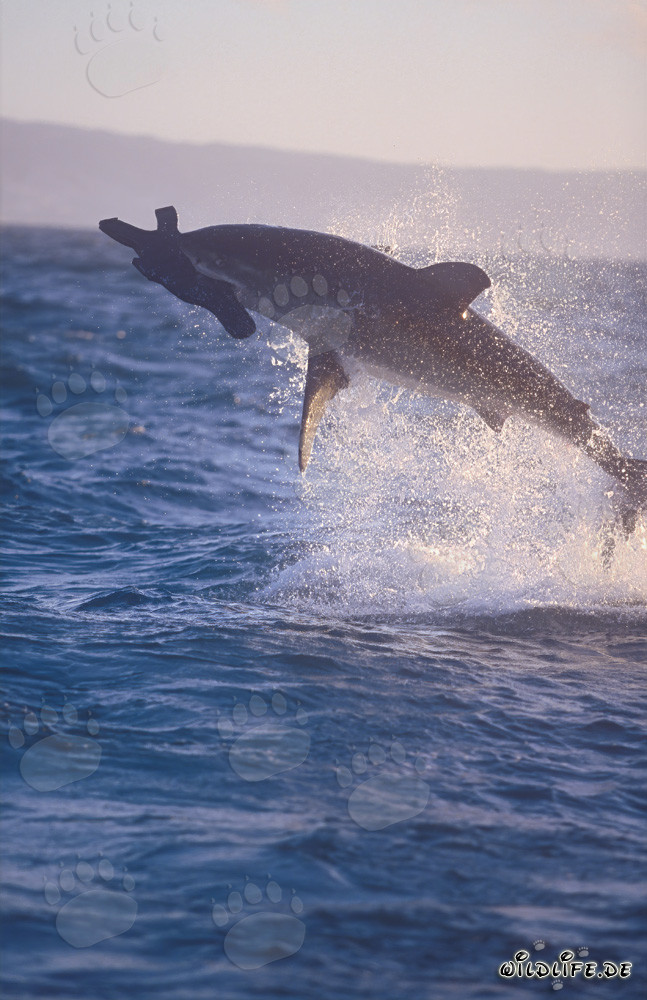Attaque fascinante d'un grand requin blanc devant l'île Seal