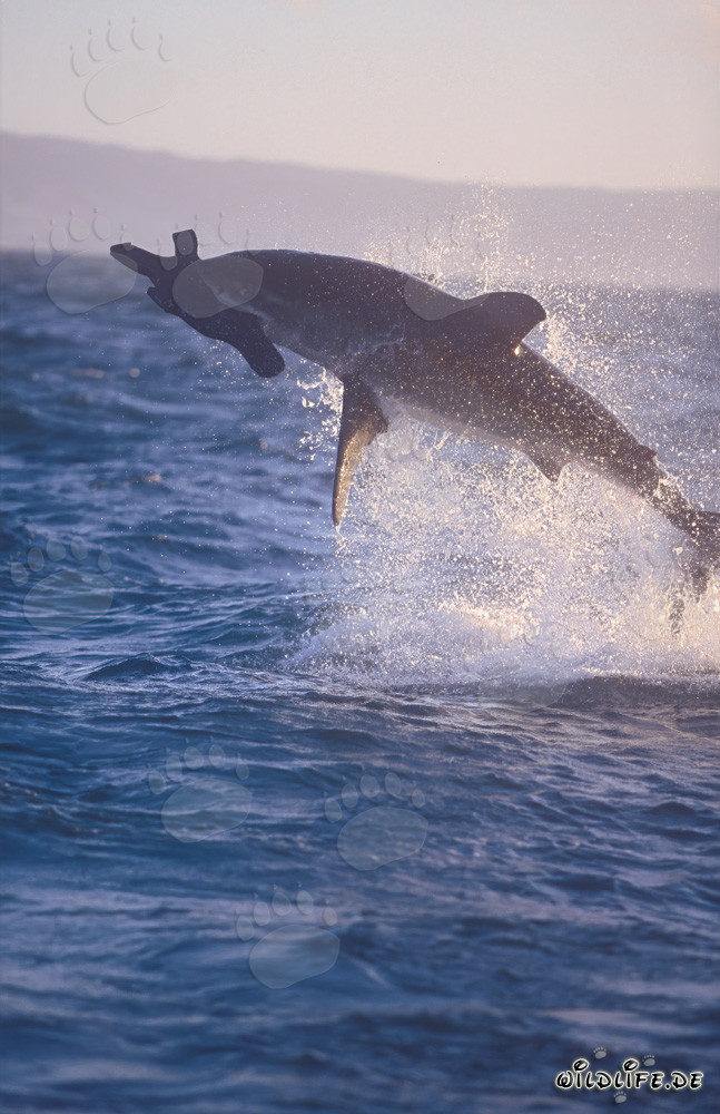 Fascinating Attack of a Great White Shark near Seal Island
