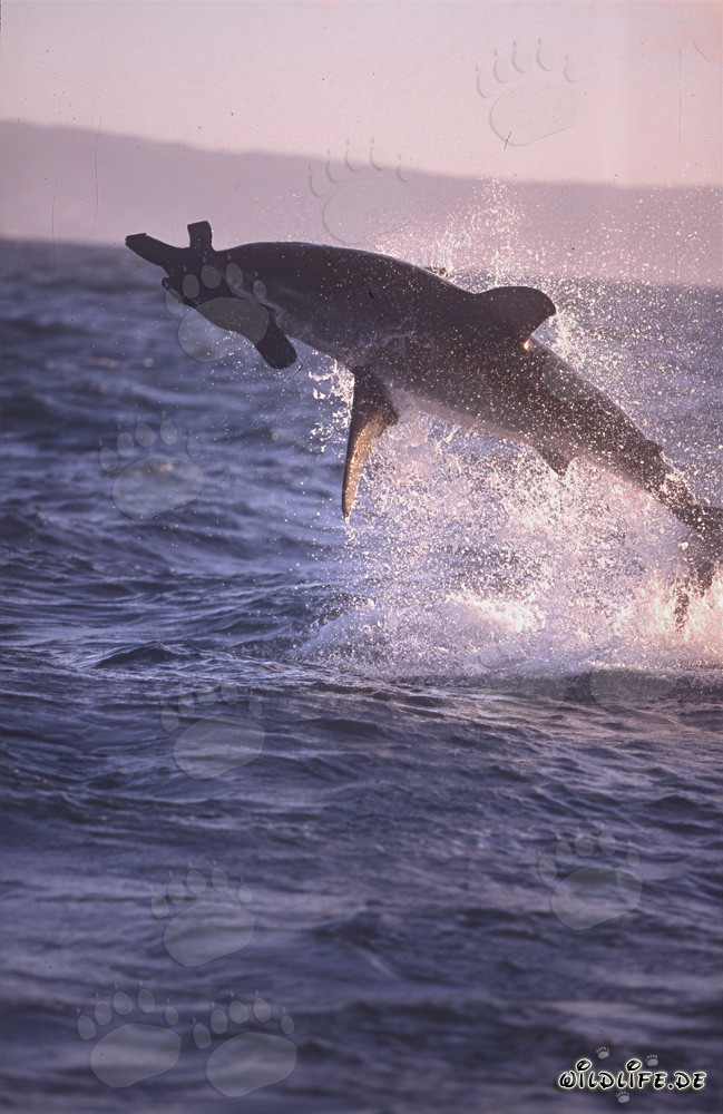 Grand Requin Blanc sautant devant l'île aux Phoques