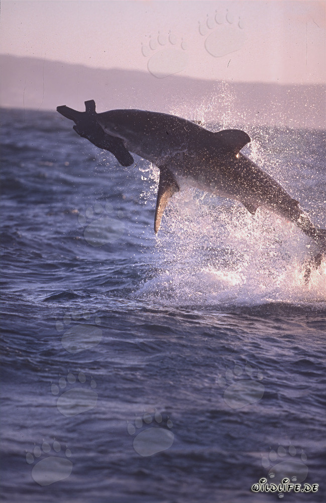 Tiburón Blanco saltando frente a la Isla de las Focas