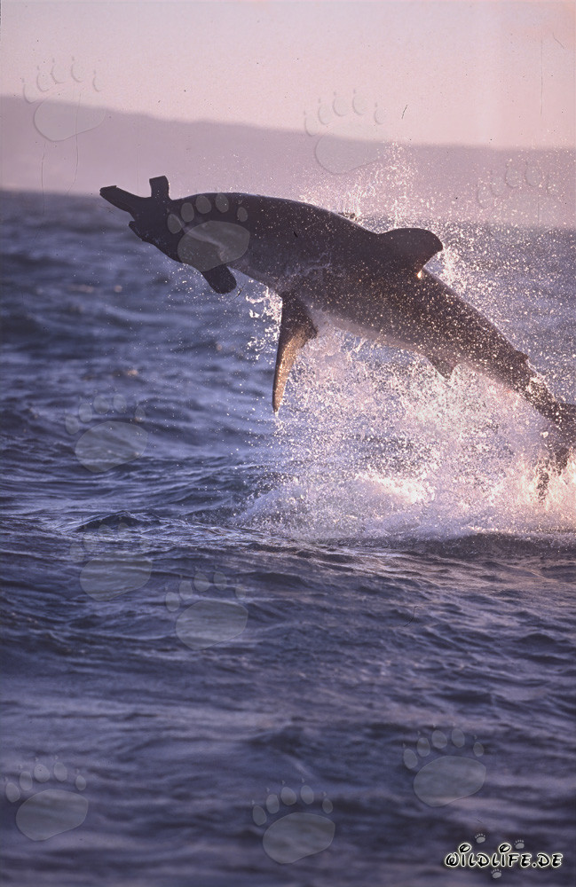 A great white shark breaches near Seal Island