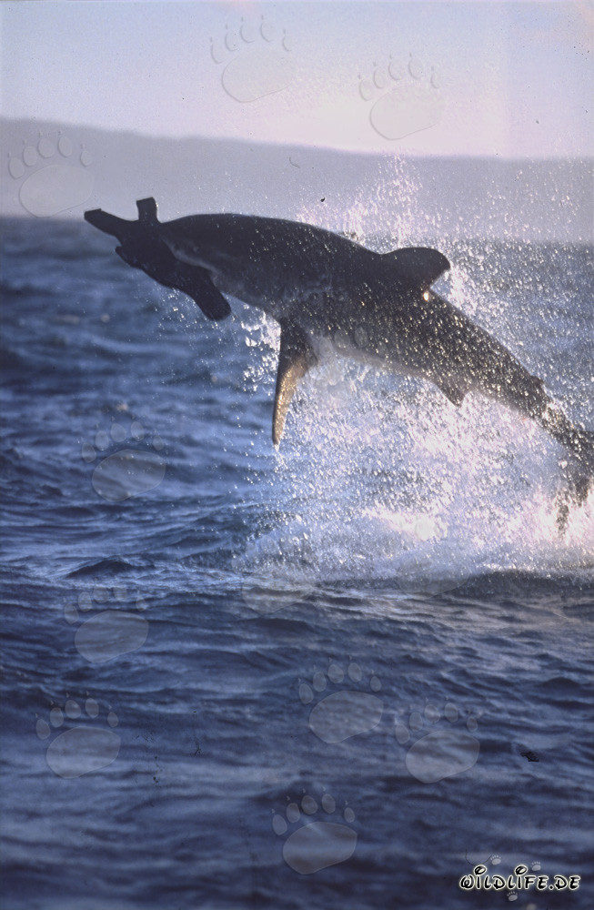 Gran tiburón blanco saltando frente a la Isla de las Focas