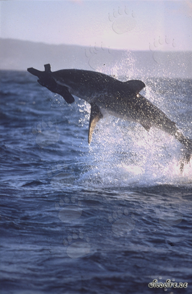 Grand requin blanc sautant devant l'île aux Phoques