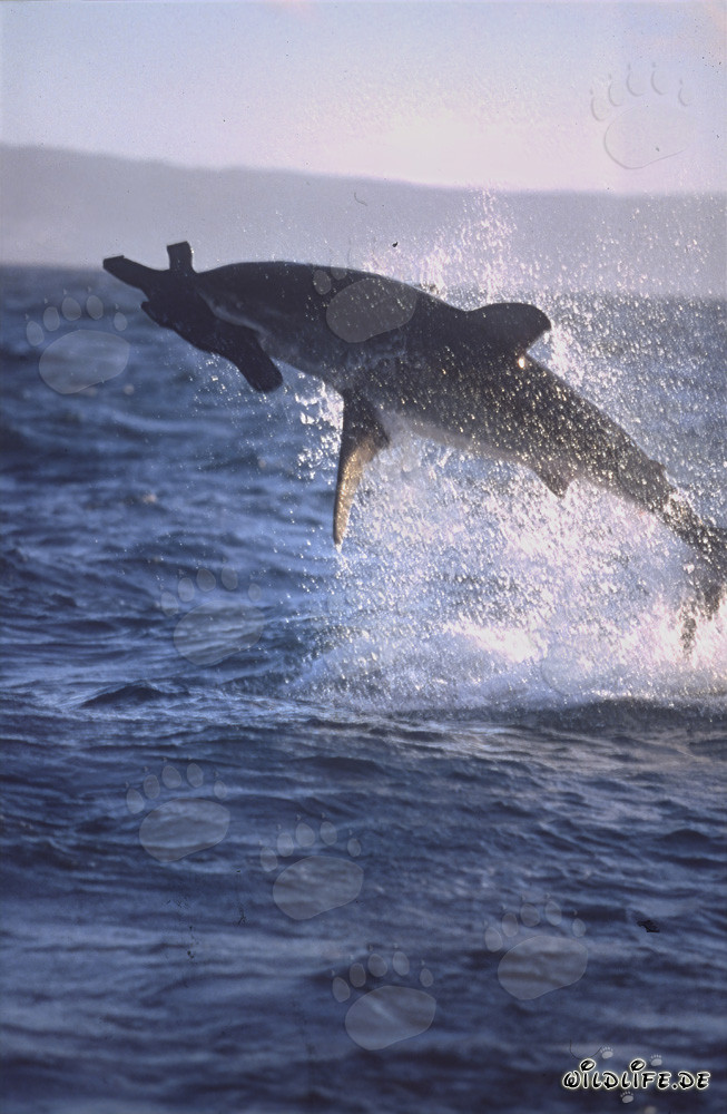 A great white shark breaches near Seal Island