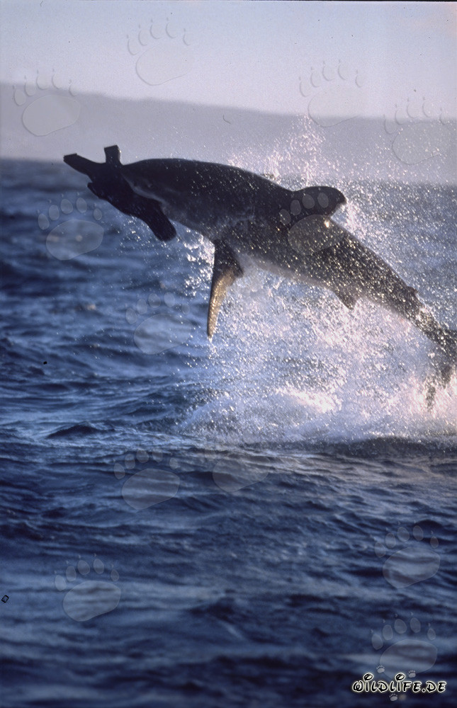 Gran tiburón blanco saltando frente a la Isla de las Focas