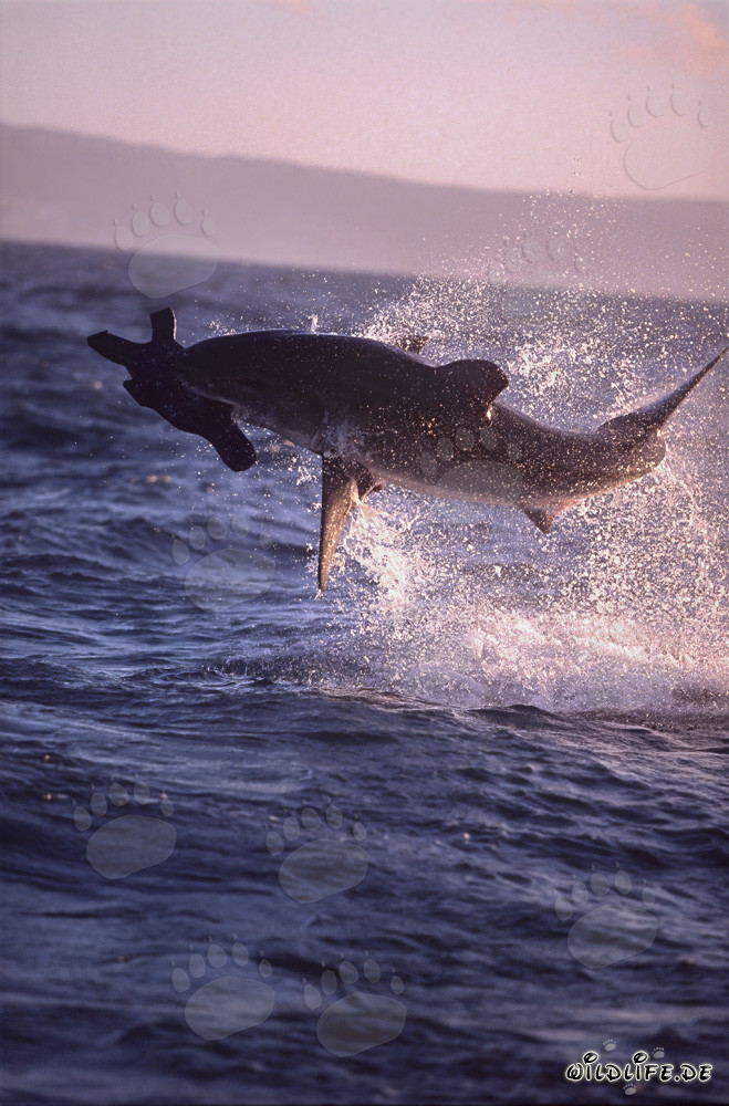 Grand requin blanc sautant dans la lumière du soir