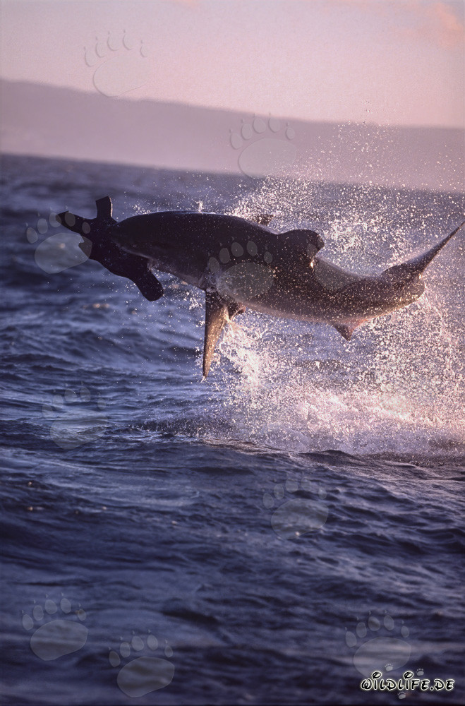 Great white breaching near Seal Island