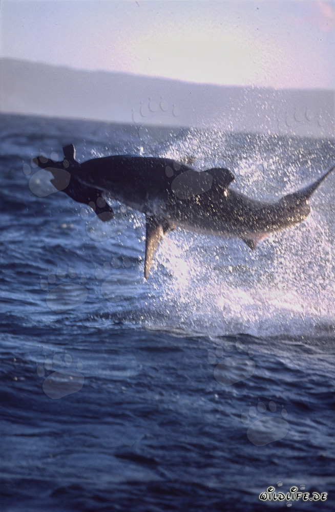 Grand requin blanc sautant devant l'île des phoques