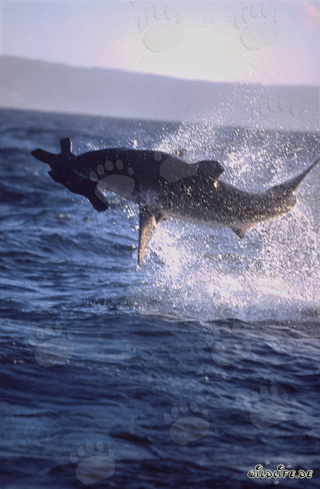 A great white shark breaches near Seal Island