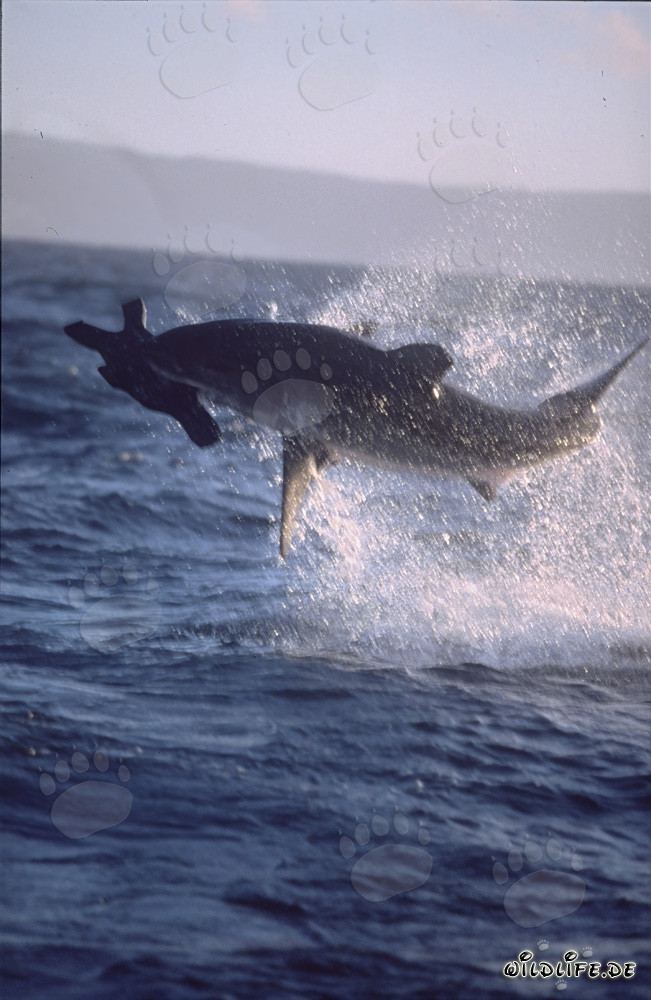 Gran tiburón blanco saltando frente a la Isla de las Focas