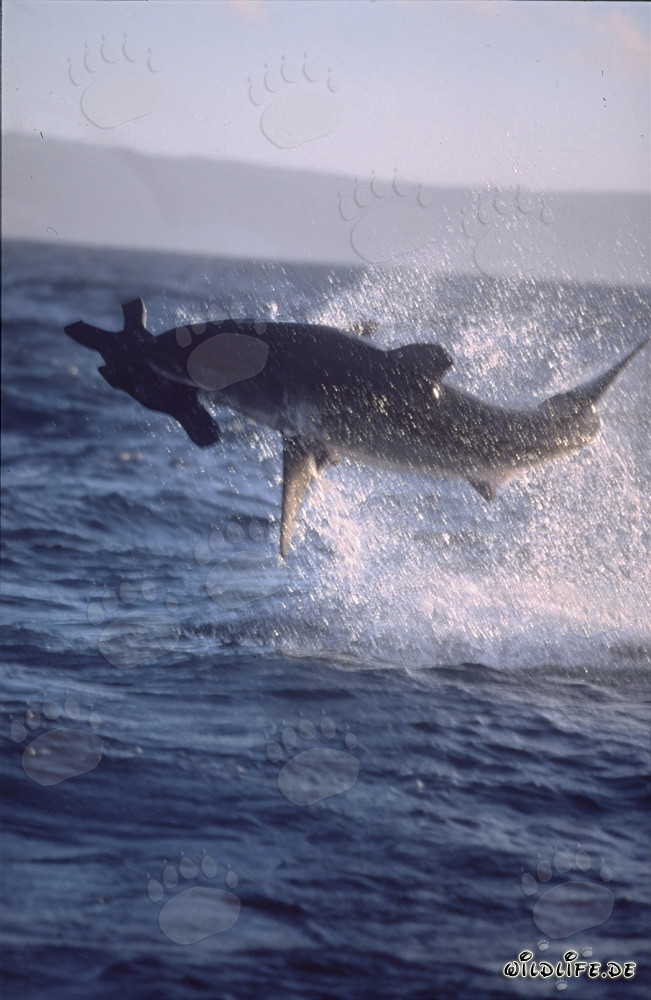 Grand requin blanc sautant devant l'île des phoques