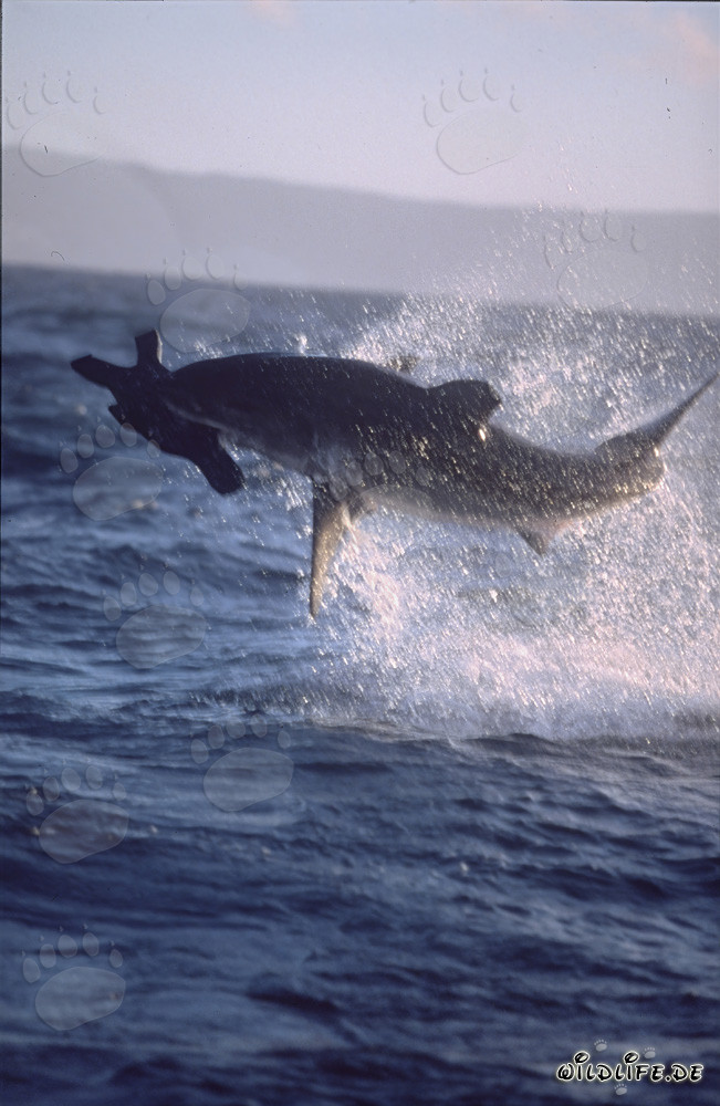 A great white shark breaches near Seal Island