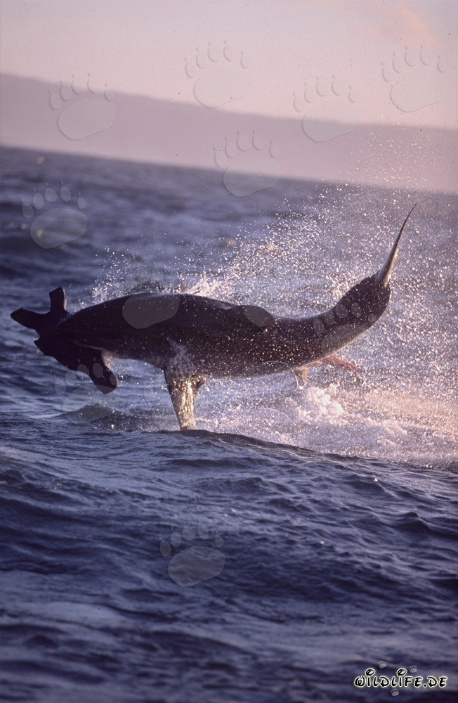 A Great White Shark Breaches near Seal Island