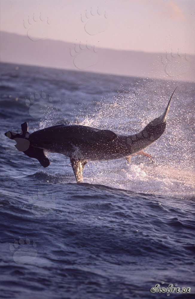 Tiburón blanco saltando frente a la Isla de las Focas