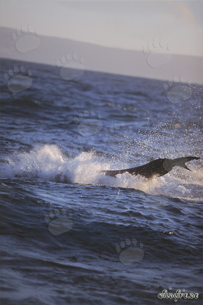 Grand requin blanc fascinant en train de sauter devant l'île Seal dans la baie Fausse