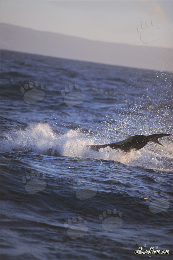 Fascinating Great White Shark breaching near Seal Island in False Bay